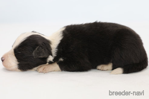 成約済の神奈川県のボーダーコリー-249534の6枚目